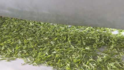 雷山:春茶生产不停歇 清明茶企加工忙